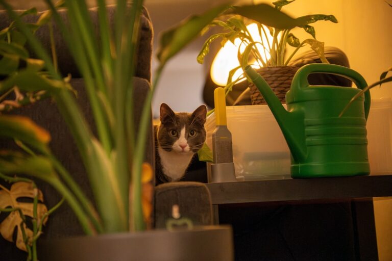 Top 10 Essential Tips for Caring for Indoor Plants
