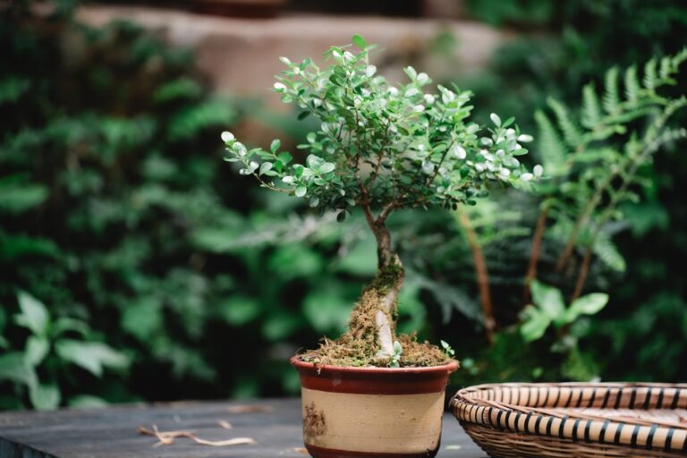 How to Choose the Perfect Plant for Your Home