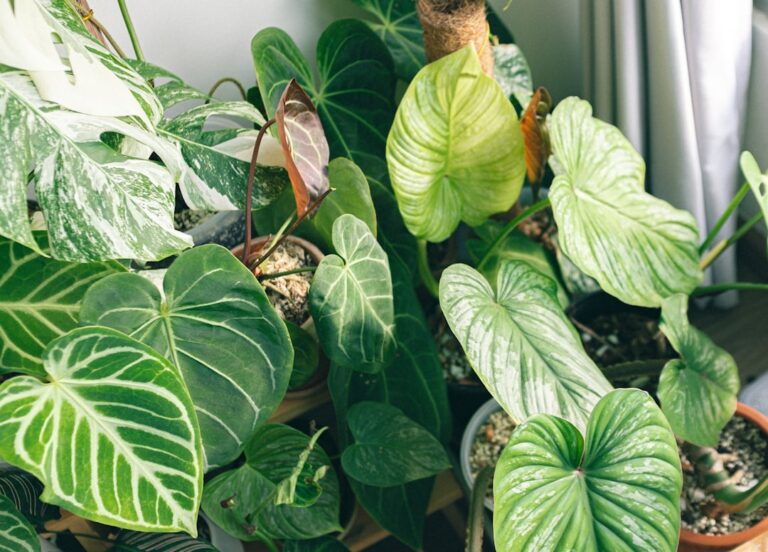 The Ultimate Guide to Plant Care for Beginners