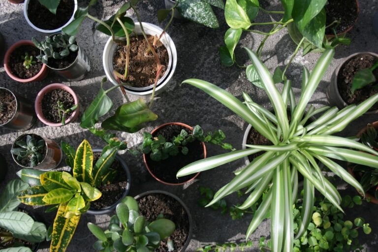 Best Indoor Plants That Thrive in Low Light Conditions