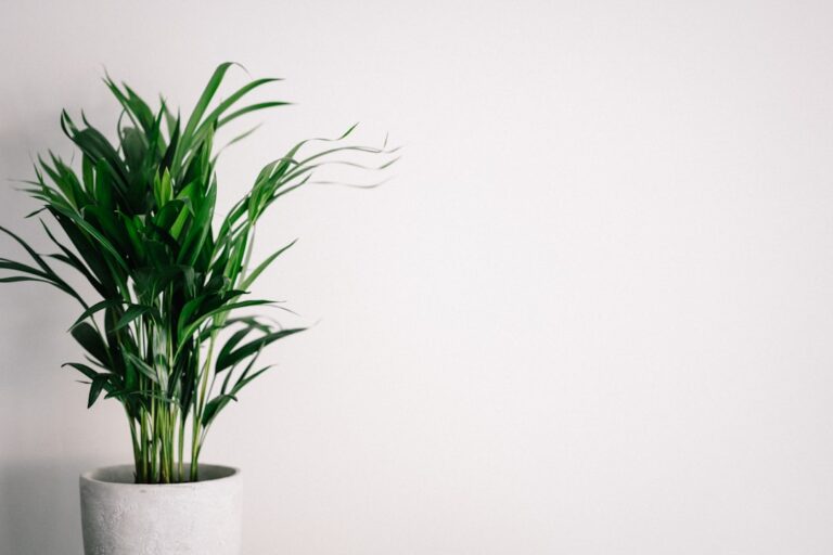 Transform Your Space with These Stunning Houseplants