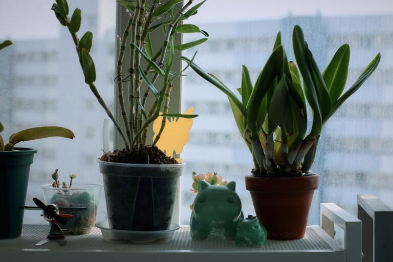 Easy Steps to Revive Your Dying Houseplants Today