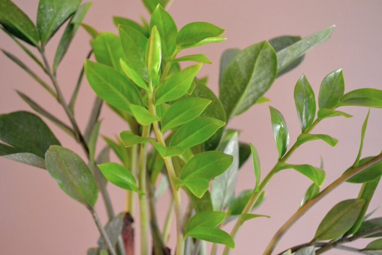 A Comprehensive Guide to Organic Plant Care Products