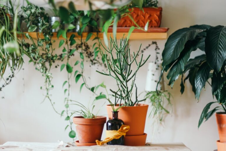Creating a Relaxing Oasis with Indoor Plants and Decor